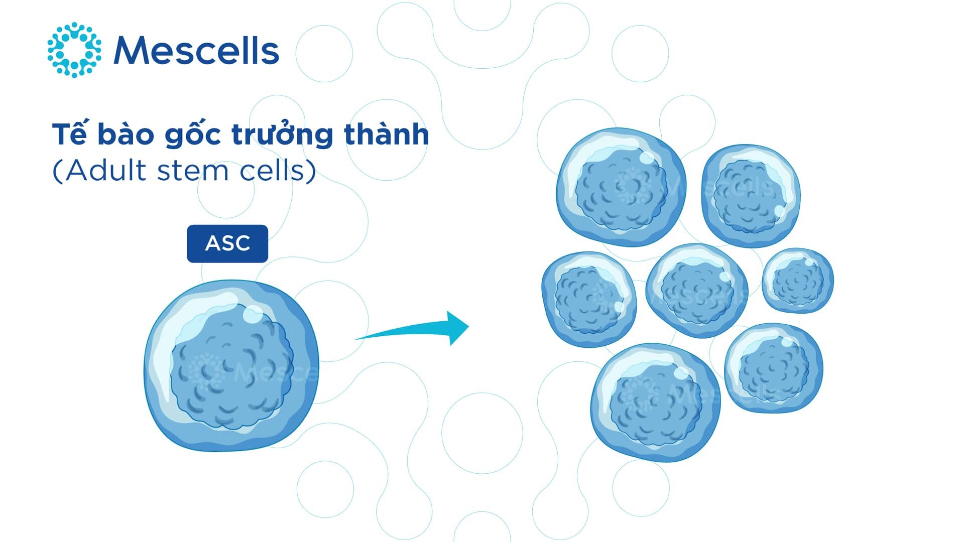 cac-loai-te-bao-goc-2