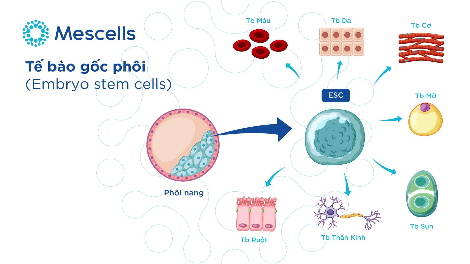 cac-loai-te-bao-goc-3