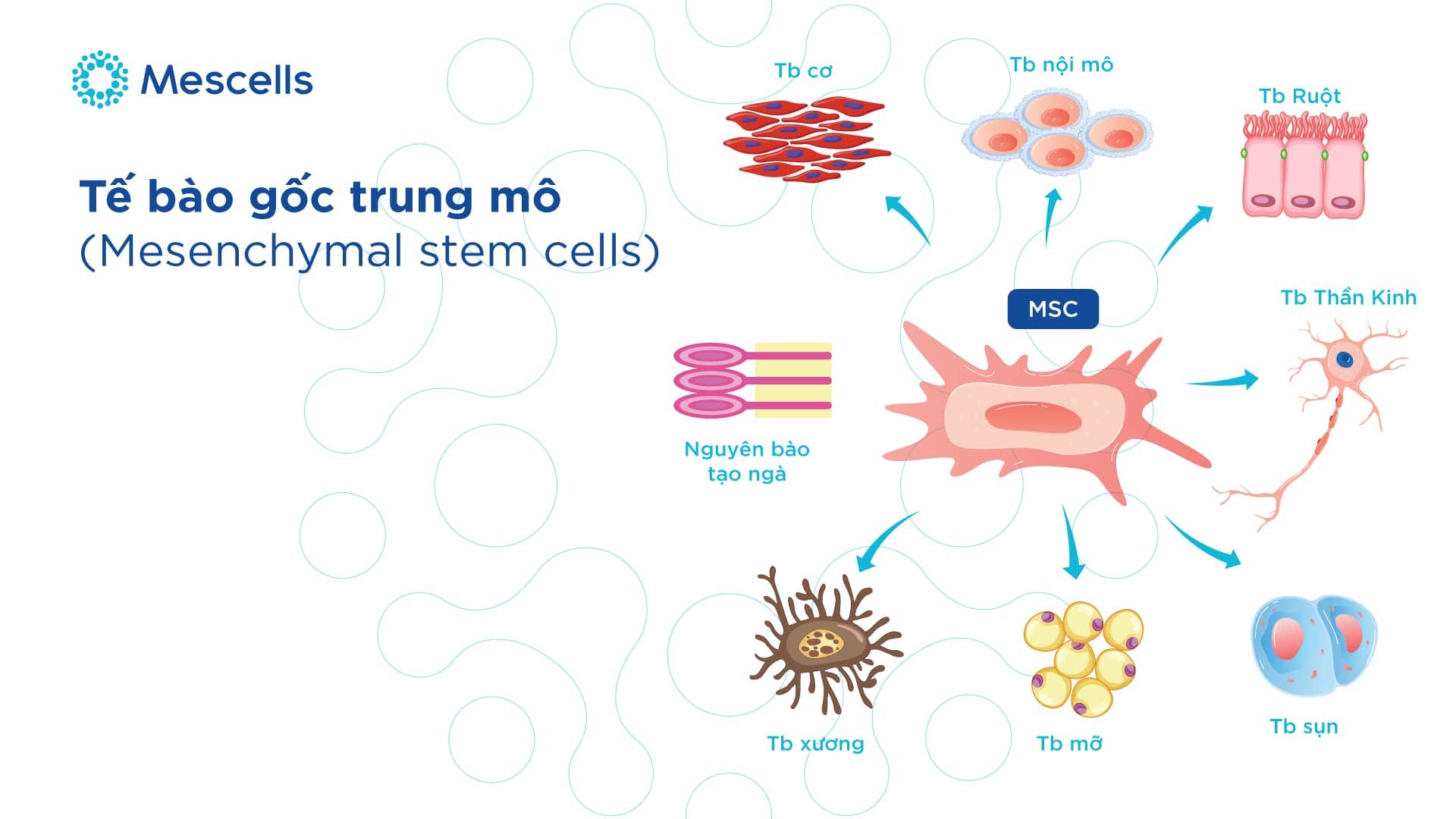 cac-loai-te-bao-goc-4