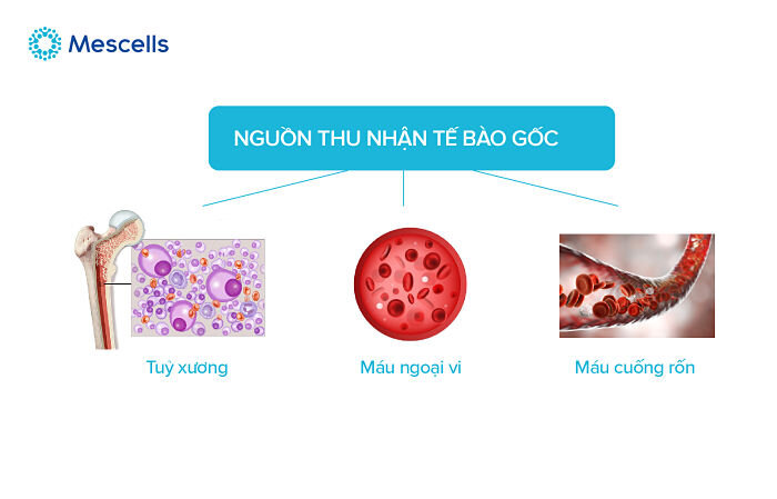 cay-ghep-te-bao-goc-2