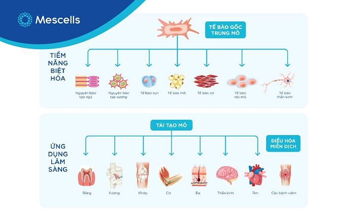dieu-tri-thanh-cong-covid19-bang-te-bao-goc-tai-my-3-1