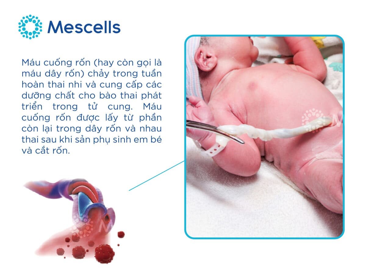 te-bao-goc-mau-cuong-ron-1