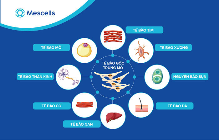 te-bao-goc-trung-mo-1