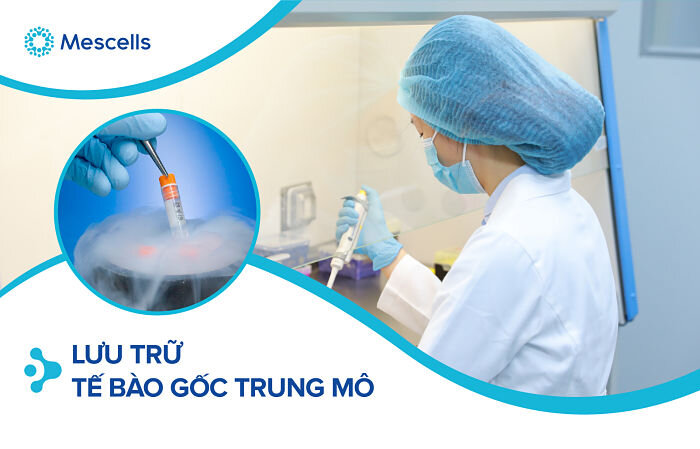 te-bao-goc-trung-mo-3