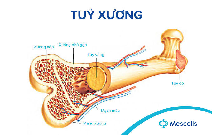 te-bao-goc-trung-mo-2