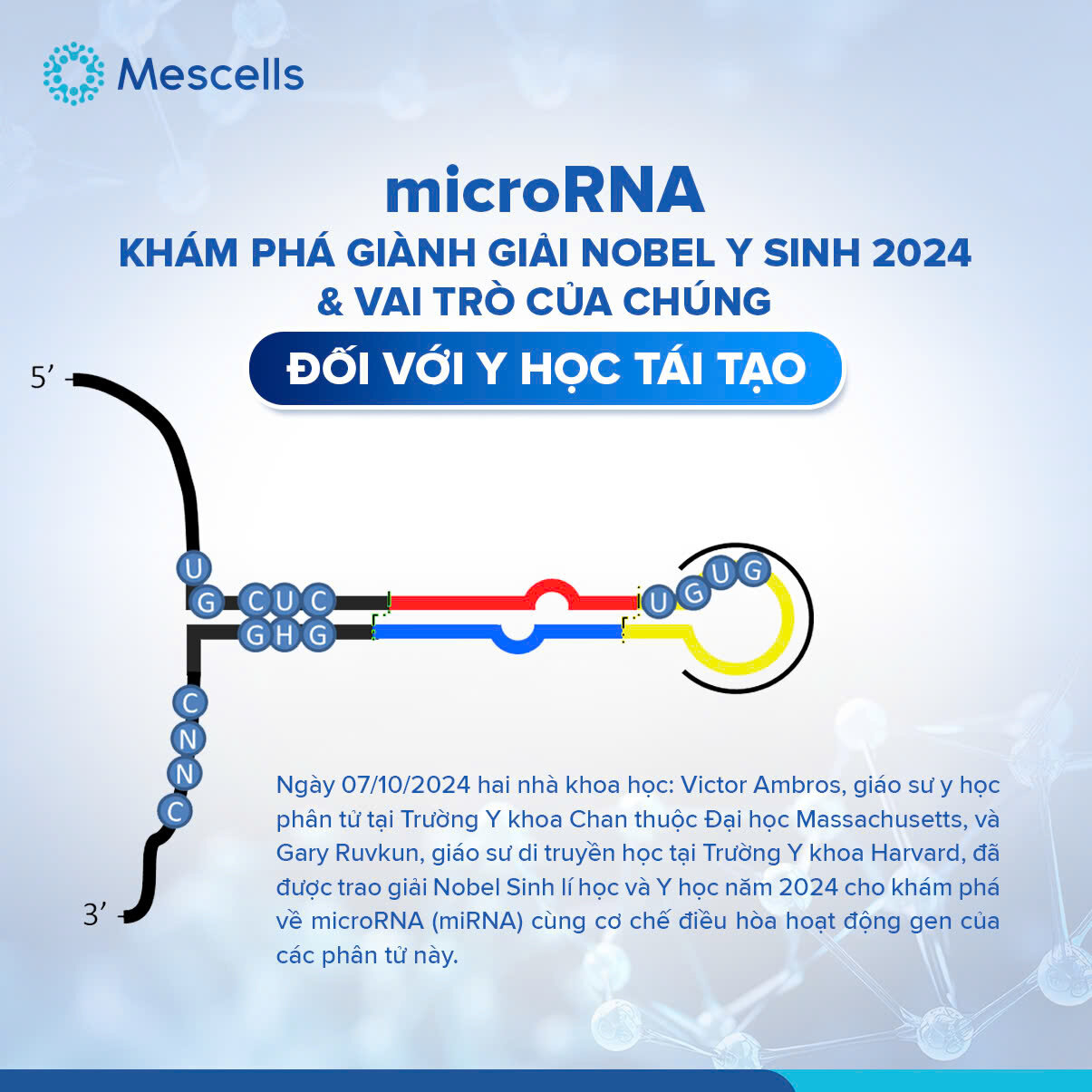 nhung-dieu-can-biet-ve-microrna-kham-pha-gianh-giai-nobel-y-sinh-2024-11