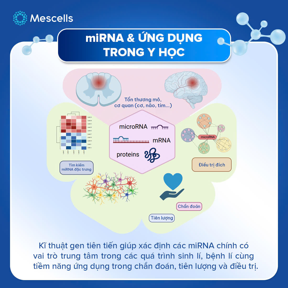 nhung-dieu-can-biet-ve-microrna-kham-pha-gianh-giai-nobel-y-sinh-2024-13