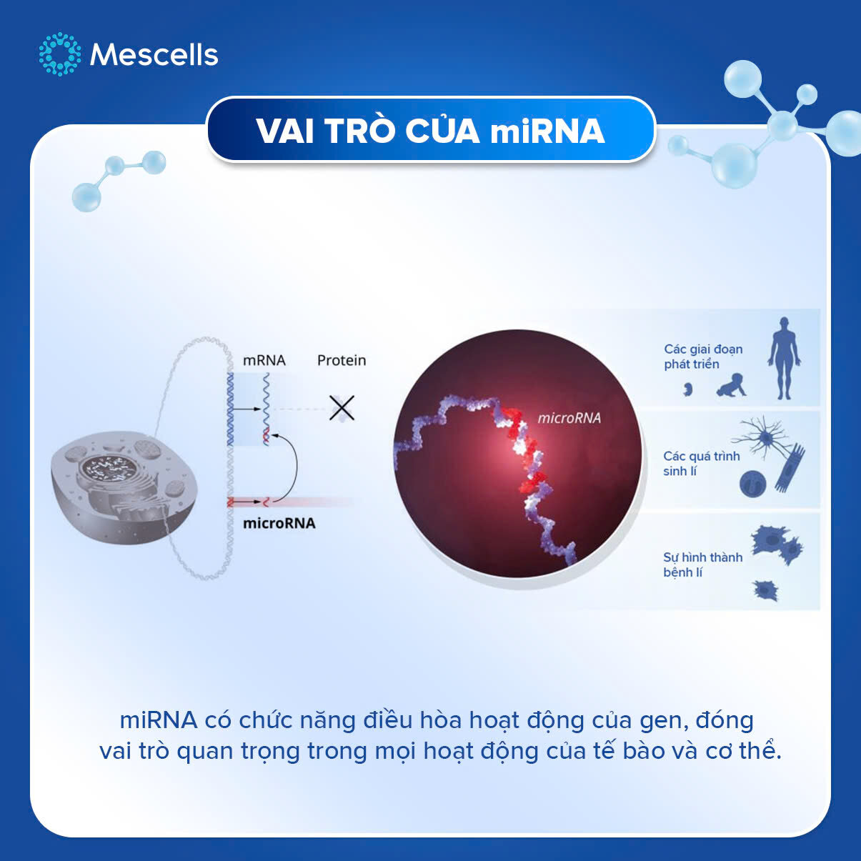 nhung-dieu-can-biet-ve-microrna-kham-pha-gianh-giai-nobel-y-sinh-2024-14
