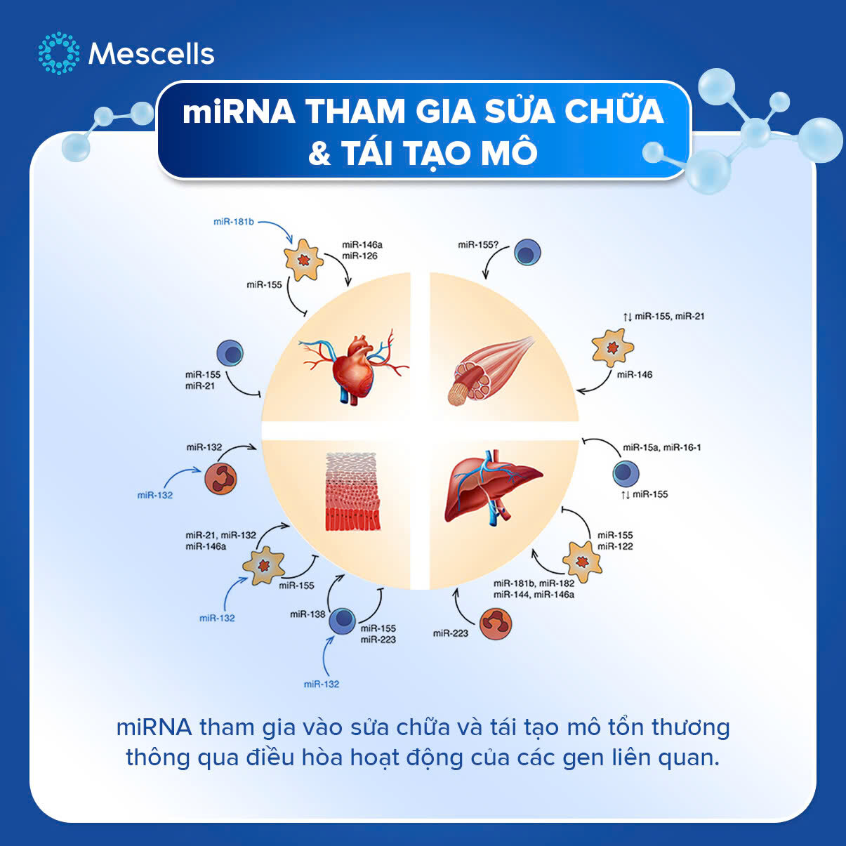 nhung-dieu-can-biet-ve-microrna-kham-pha-gianh-giai-nobel-y-sinh-2024-15