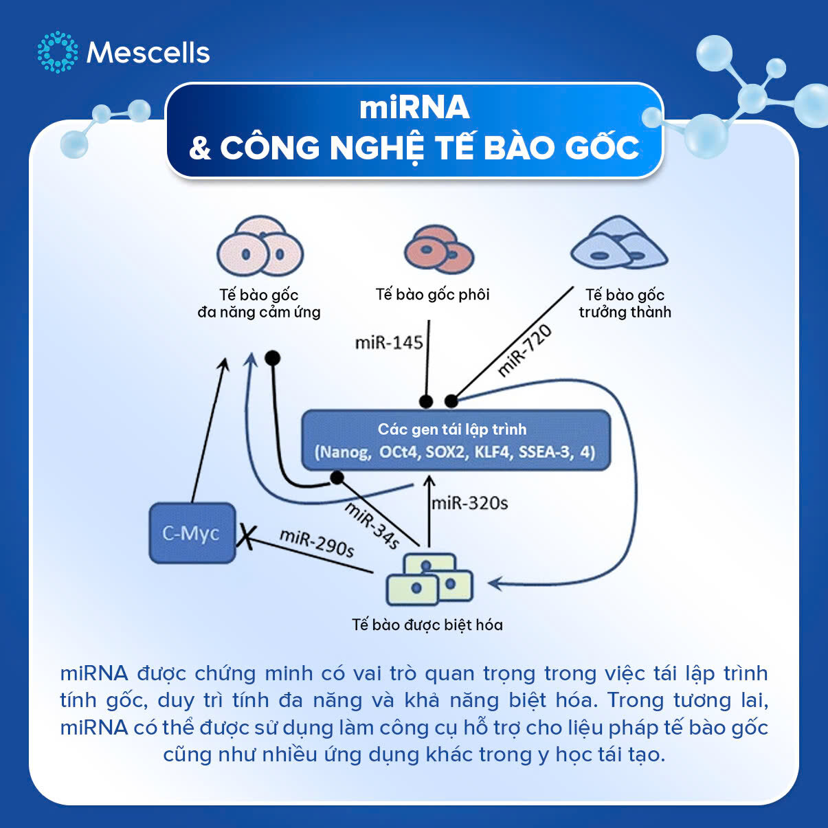 nhung-dieu-can-biet-ve-microrna-kham-pha-gianh-giai-nobel-y-sinh-2024-16