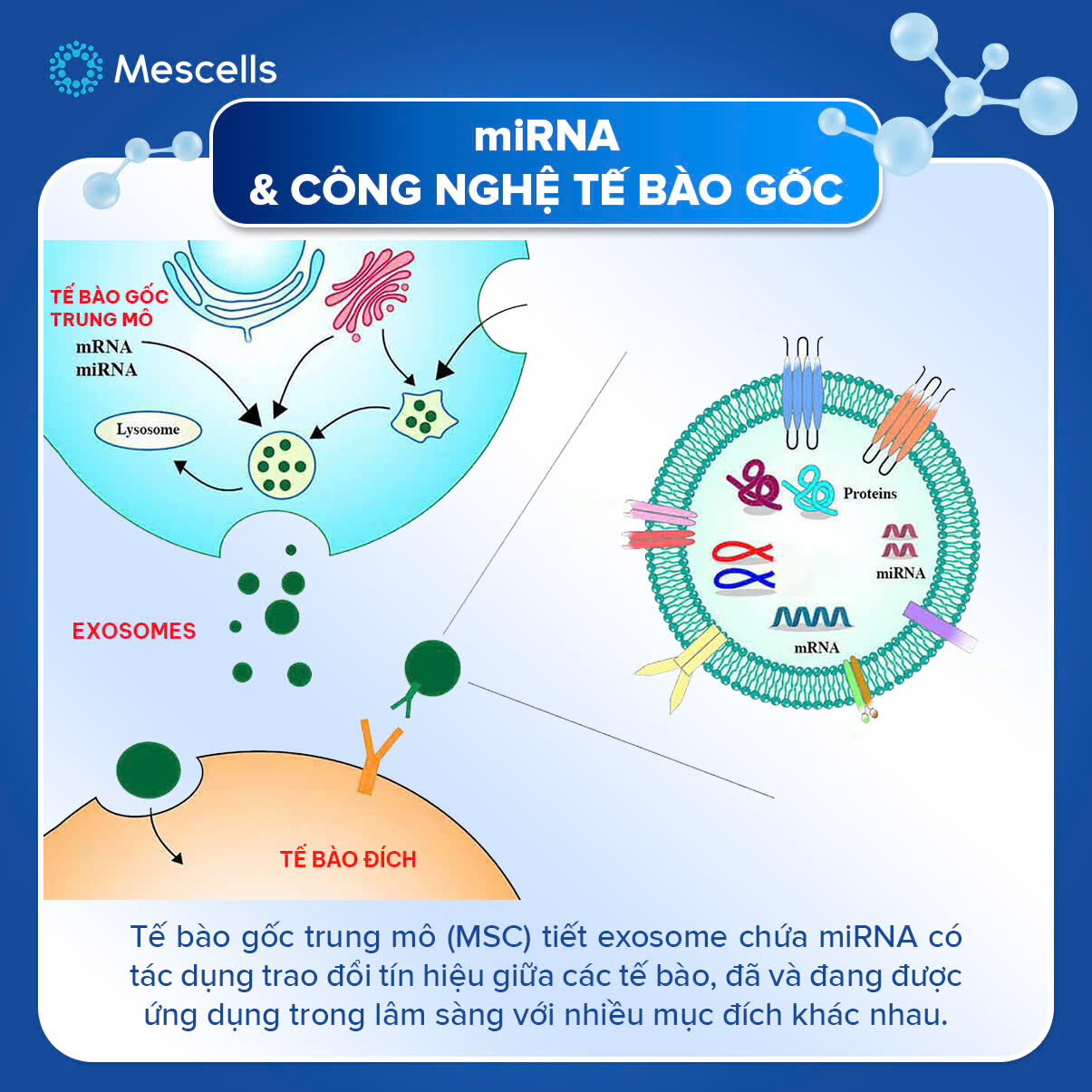 nhung-dieu-can-biet-ve-microrna-kham-pha-gianh-giai-nobel-y-sinh-2024-17
