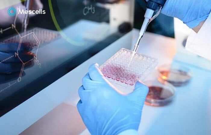 phuong-phap-te-bao-goc-2