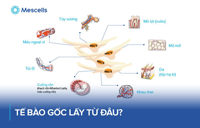 te-bao-goc-lay-tu-dau-1