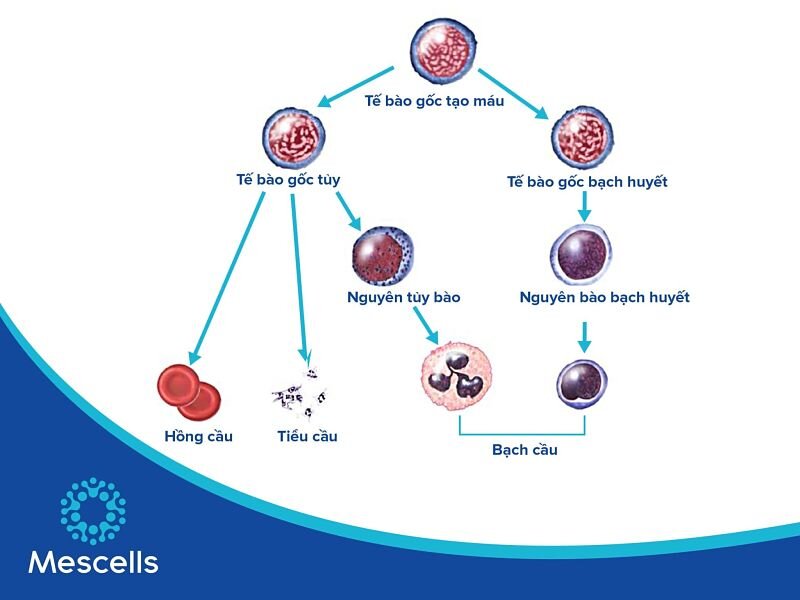te-bao-goc-tao-mau-2