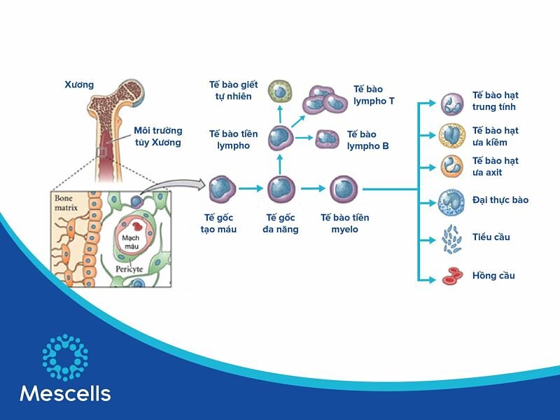 te-bao-goc-tao-mau-3