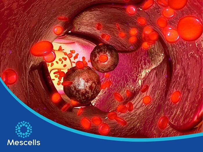 te-bao-goc-tao-mau-4