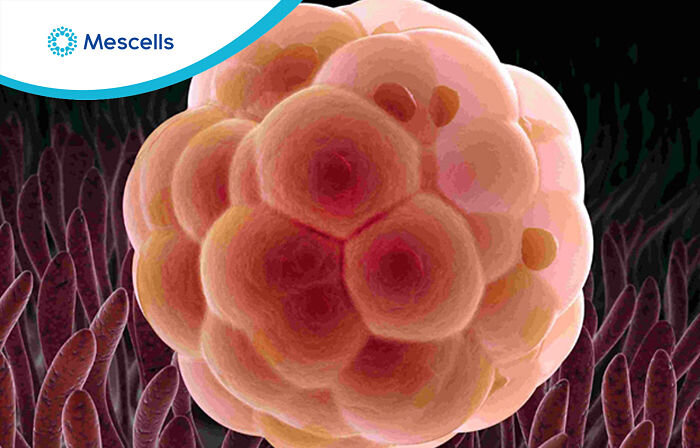 te-bao-goc-toan-nang-2