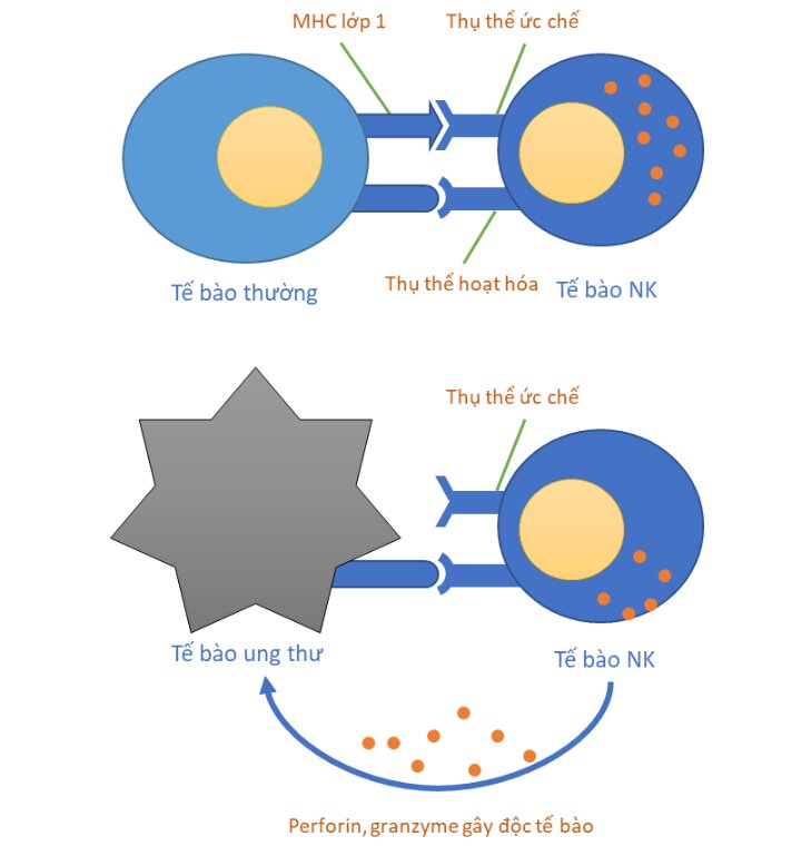 lieu-phap-te-bao-nk-1