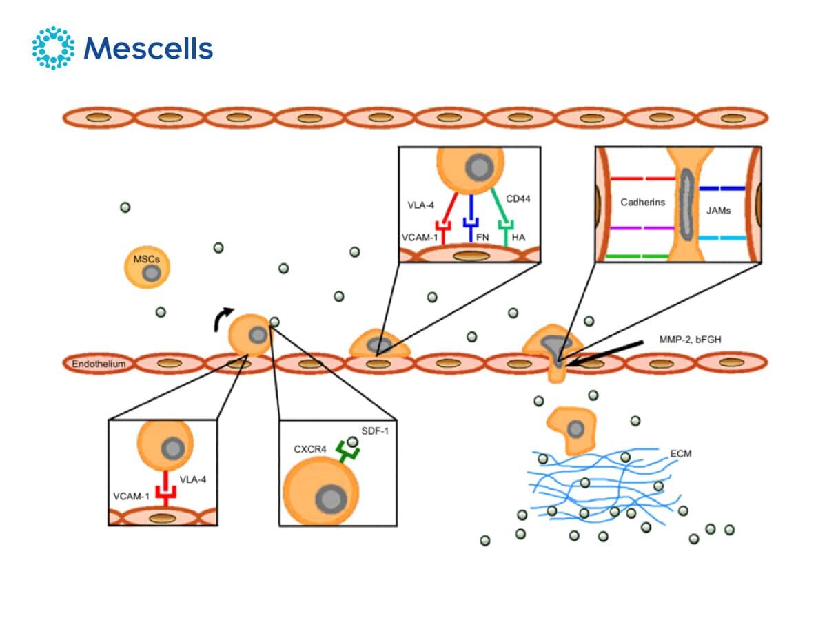 tiem-te-bao-goc-de-hoi-xuan-3