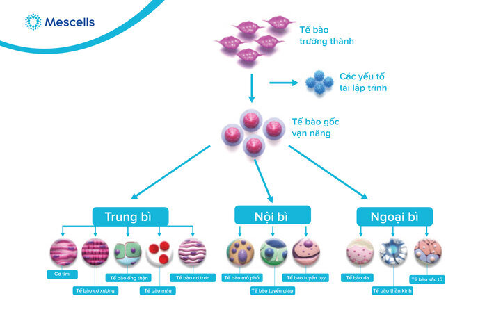te-bao-goc-van-nang-2