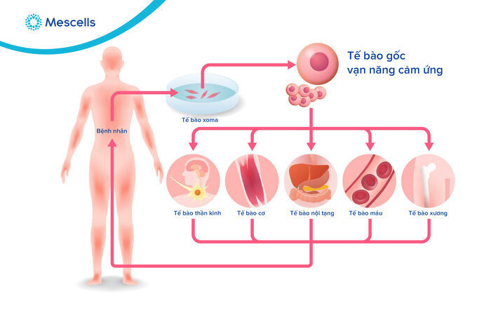 te-bao-goc-van-nang-3
