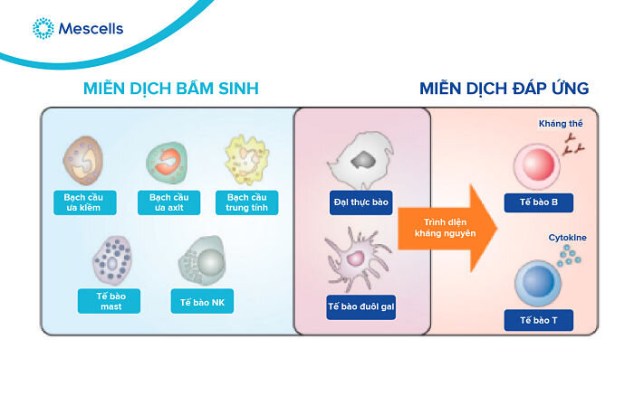dap-ung-mien-dich-te-bao