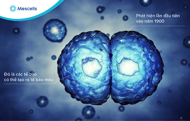 lich-su-nghien-cuu-te-bao-goc-2