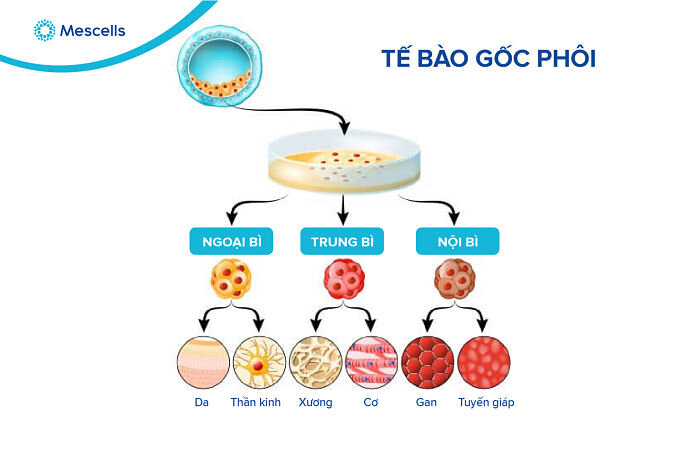 lich-su-nghien-cuu-te-bao-goc-4