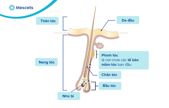lich-su-nghien-cuu-te-bao-goc-7
