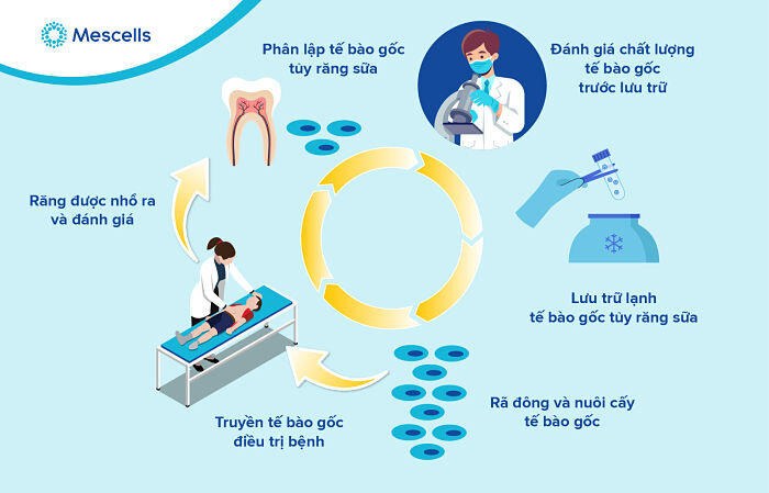lich-su-nghien-cuu-te-bao-goc-6