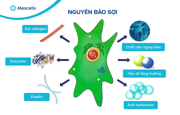 lich-su-nghien-cuu-te-bao-goc-9