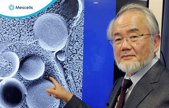 te-bao-goc-cua-nhat-3