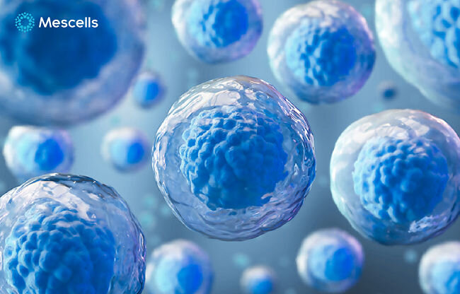 ung-dung-cua-te-bao-goc-trong-y-hoc-va-lam-dep-2