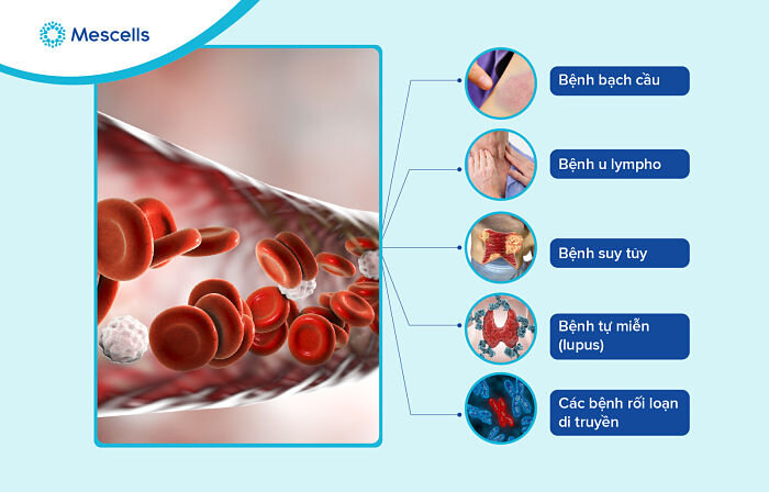 luu-giu-te-bao-goc-day-ron-3