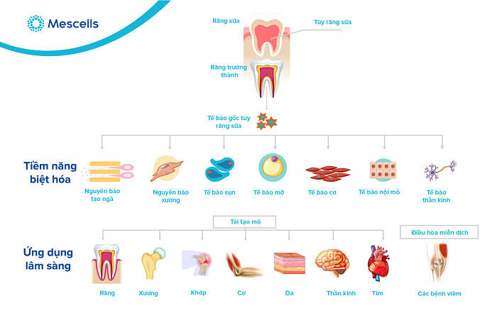 ngan-hang-te-bao-goc-rang-sua-2