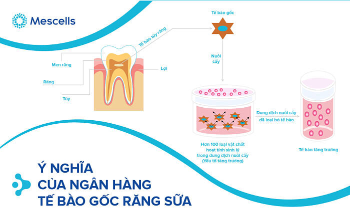 ngan-hang-te-bao-goc-rang-sua-1