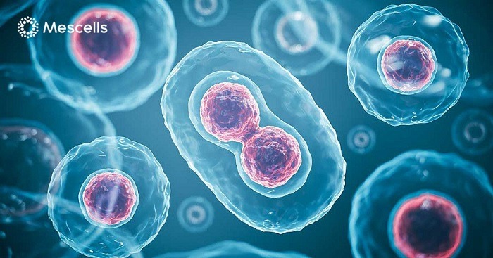 luu-tru-te-bao-goc-la-gi